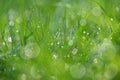 Beautiful nature background with grass and morning dew. Sunbeams of the morning sun with water drops. Concept for nature and Royalty Free Stock Photo