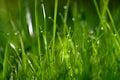 Beautiful nature background with grass and morning dew. Sunbeams of the morning sun with water drops. Concept for nature and Royalty Free Stock Photo