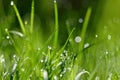 Beautiful nature background with grass and morning dew. Sunbeams of the morning sun with water drops. Concept for nature and Royalty Free Stock Photo