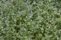 Background of green leaves