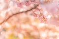 Spring border closeup art with pink blossom. Beautiful nature blooming tree and sun flare. Sunny day, wonderful springtime Royalty Free Stock Photo