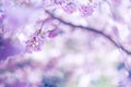 Spring border closeup art with pink blossom. Beautiful nature blooming tree and sun flare. Sunny day, wonderful springtime Royalty Free Stock Photo