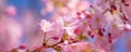 Spring border closeup art with pink blossom. Beautiful nature blooming tree and sun flare. Sunny day, wonderful springtime Royalty Free Stock Photo