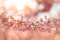 Spring border closeup art with pink blossom. Beautiful nature blooming tree and sun flare. Sunny day, wonderful springtime Royalty Free Stock Photo