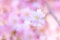 Spring border closeup art with pink blossom. Beautiful nature blooming tree and sun flare. Sunny day, wonderful springtime Royalty Free Stock Photo