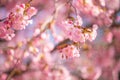 Spring border closeup art with pink blossom. Beautiful nature blooming tree and sun flare. Sunny day, wonderful springtime Royalty Free Stock Photo