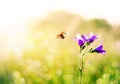 Beautiful nature background with ladybug flies over a summer meadow with flowers delicate purple bells to the Sunny bright light