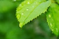 Beautiful nature background with morning fresh drops of transparent rain water on a green leaf. Drops of dew in the green leaves. Royalty Free Stock Photo