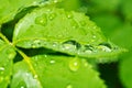 Beautiful nature background with morning fresh drops of transparent rain water on a green leaf. Drops of dew in the green leaves. Royalty Free Stock Photo