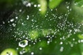 Beautiful nature background with morning fresh drops of transparent rain water on a green leaf. Drops of dew in the On web of a s Royalty Free Stock Photo