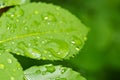 Beautiful nature background with morning fresh drops of transparent rain water on a green leaf. Drops of dew in the green leaves. Royalty Free Stock Photo