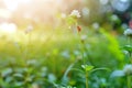 Beautiful nature background with morning fresh grass and ladybug Royalty Free Stock Photo