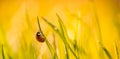 Beautiful nature background with morning fresh grass and ladybug. Grass and clover leaves Royalty Free Stock Photo