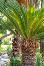 Beautiful nature background with palm tree.