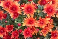 Beautiful Nature background of red orange chrysanthemum flowers Royalty Free Stock Photo