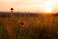 Beautiful nature background with red poppy flower poppy in the sunset in the field. Remembrance day, Veterans day Royalty Free Stock Photo