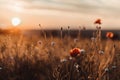 Beautiful nature background with red poppy flower poppy in the sunset in the field. Remembrance day, Veterans day, lest Royalty Free Stock Photo