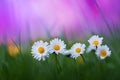 Beautiful nature background with small flowers daisies in green grass. Artistic toned image of summer meadow, macro landscape Royalty Free Stock Photo