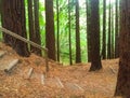 Beautiful nature background with staircase located between trees of a sequoia forest with green leaves.