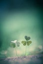 Beautiful nature background with two clover leaves. close-up macro Royalty Free Stock Photo