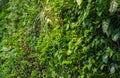 Beautiful nature background of vertical garden with tropical green leaf. Green wall of different plants in the interior Royalty Free Stock Photo