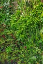 Beautiful nature background of vertical garden with tropical green leaf. Green wall of different plants in the interior Royalty Free Stock Photo