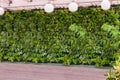 Beautiful nature background of vertical garden with tropical green planting leafs
