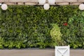 Beautiful nature background of vertical garden with tropical green planting leafs with flower square wooden pot Royalty Free Stock Photo