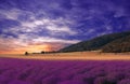 Beautiful Nature Background.Violet Wallpaper.Lavender Flowers.Summer Sunset Landscape.Blue Sky,clouds.Aroma,field.Summertime,photo Royalty Free Stock Photo