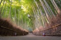 Beautiful nature bamboo forest in autumn season Royalty Free Stock Photo