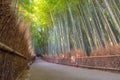 Beautiful nature bamboo forest in autumn season Royalty Free Stock Photo