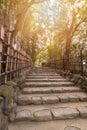 Beautiful nature bamboo grove in autumn season in japanese zen garden Royalty Free Stock Photo