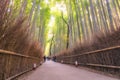 Beautiful nature bamboo groves in autumn season at Arashiyama