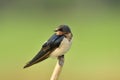 Beautiful nature, barn swallow Hirundo rustic or pacific swift small fat bird perching on thin bamboo twig over green rice farm Royalty Free Stock Photo