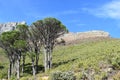 Beautiful nature with big trees on the way to the Table Mountain in Cape Town, South Africa Royalty Free Stock Photo