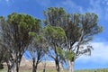 Beautiful nature with big trees on the way to the Table Mountain in Cape Town, South Africa Royalty Free Stock Photo