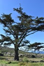 Beautiful nature with a big tree on the way to the Cape of Good Hope in Cape Town on the Cape Peninsula Tour in South Africa Royalty Free Stock Photo