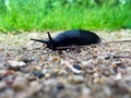Black Slug at the Park