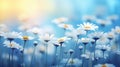 Beautiful nature blurred background. Blooming field with close up daisy wildflowers. Summer meadow at sunrise