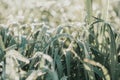 Morning dew on green grass at the natural morning sunlight Royalty Free Stock Photo