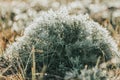 Morning dew on green grass at the natural morning sunlight Royalty Free Stock Photo