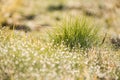 Beautiful nature blurred dew drop on green grass in the marning