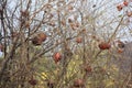 Pomegranate tree autumn garden green Royalty Free Stock Photo