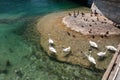 Swans, ducks, gooses on the bank of the river with turquoise water, Switzerland