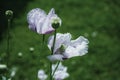 beautiful nature close-up outdoors no people day close-up poppy green backgrounds