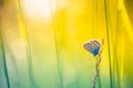 Beautiful nature close-up, summer flowers and butterfly under sunlight. Calm nature background Royalty Free Stock Photo