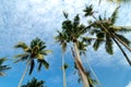 beautiful nature, coconut tree at tropical beach,cloudy blue sky Royalty Free Stock Photo