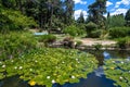 Beautiful nature in Crimea - a pond with water lilies in the park Royalty Free Stock Photo