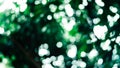 Beautiful nature, dark green background, round bokeh