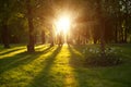 Beautiful nature at evening in spring forest, trees with sun ray Royalty Free Stock Photo